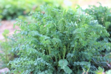 Pimpinelle (Sanguisorba minor)