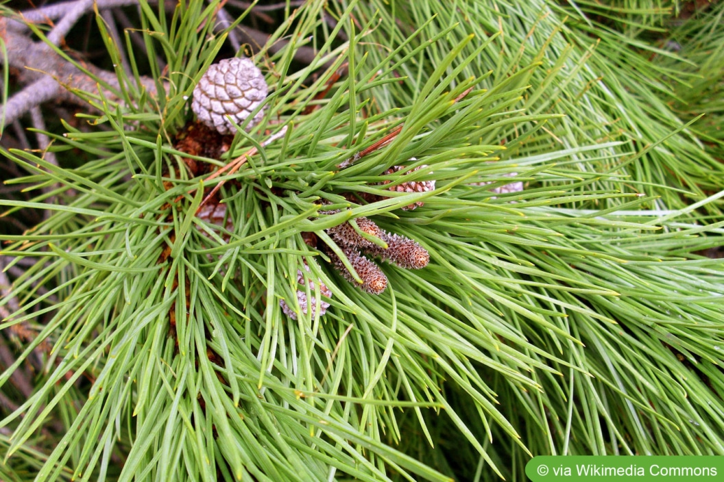 Pinienbaum, Pinus pinea Pflege der Pinie