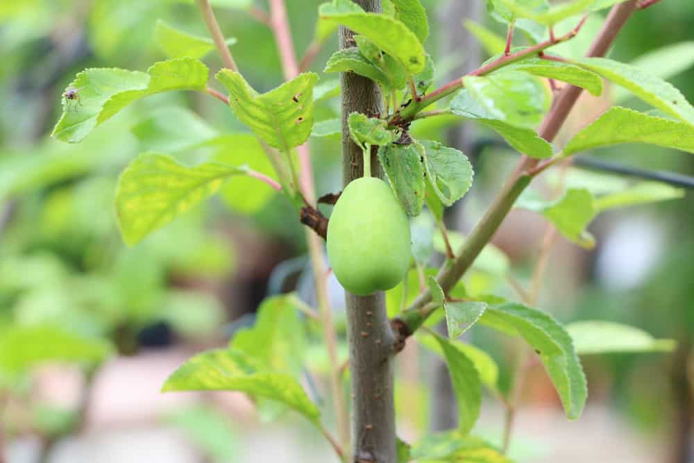 sibirische Blaubeere - Lonicera kamtschatica