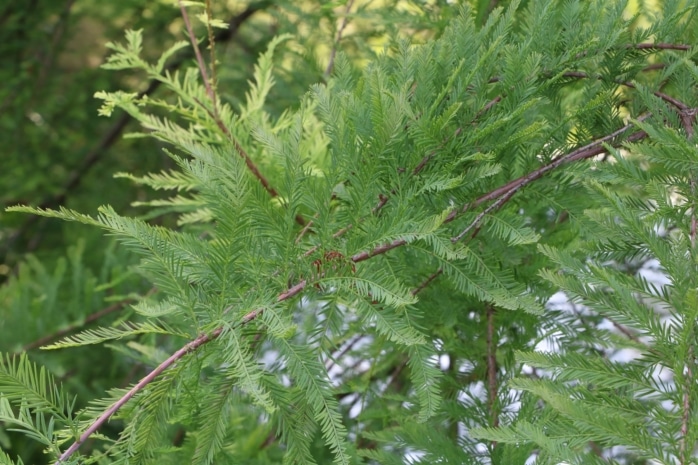 Sumpfzypresse (Taxodium distichum)