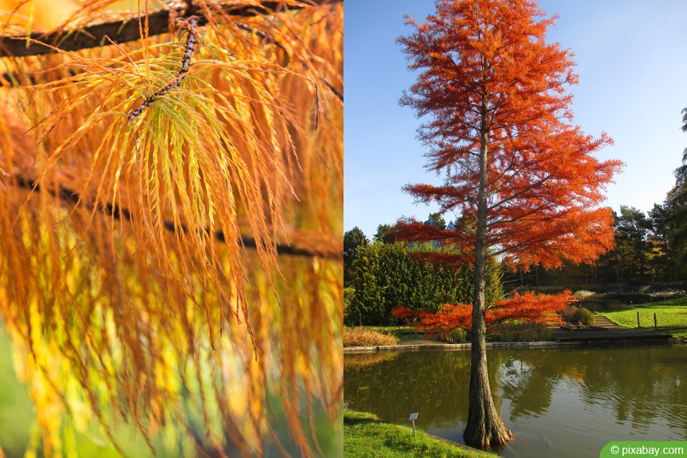 Sumpfzypresse - Taxodium distichum