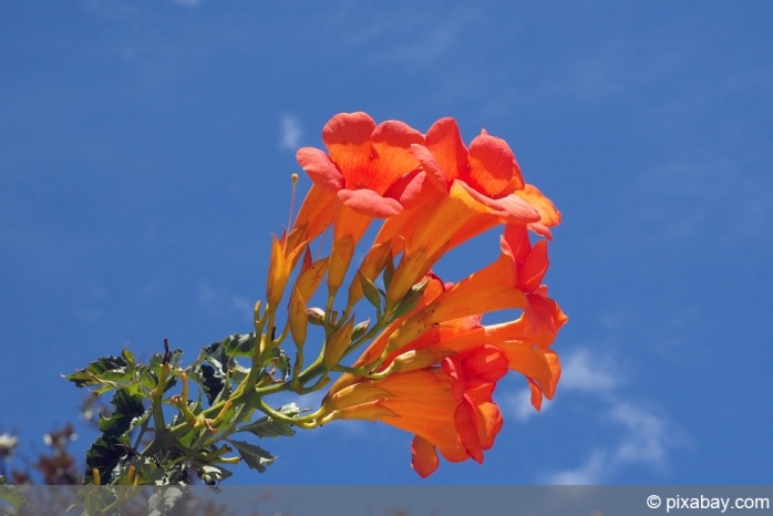 Trompetenblume - Campsis grandiflora