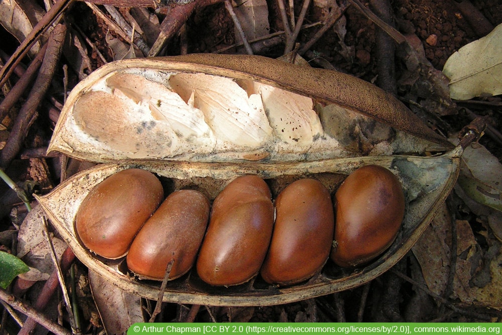 Australische Kastanie - Castanospermum australe - Black Bean - Lucky Bean