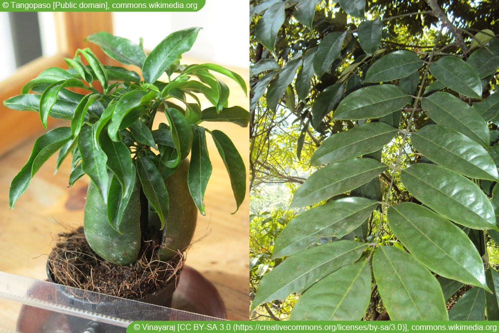 Australische Kastanie - Castanospermum australe - Black Bean - Lucky Bean