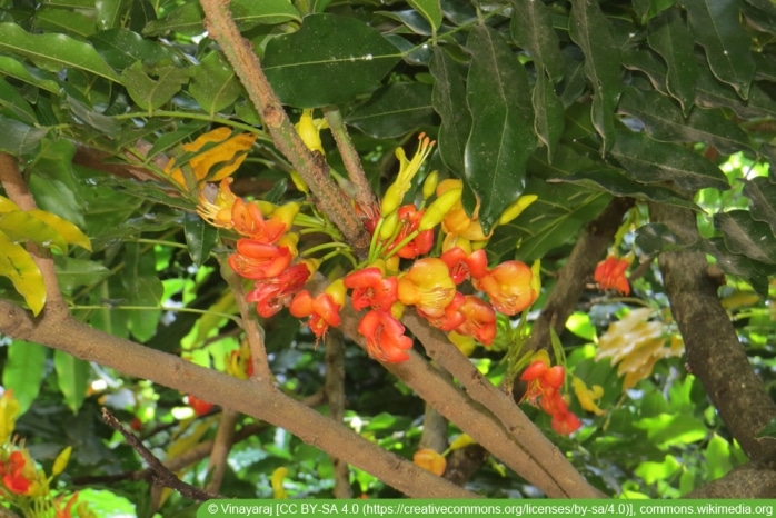australische Kastanie - Castanospermum australe
