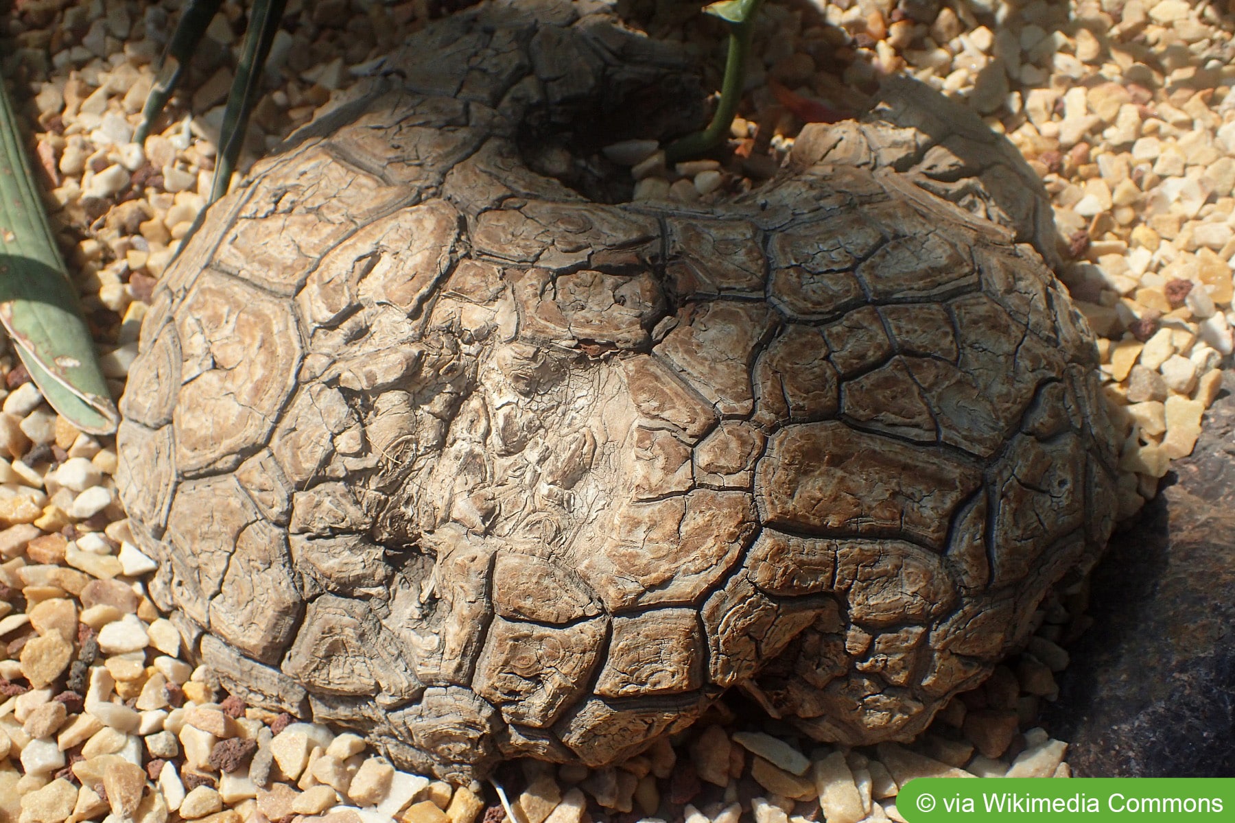 Schildkrötenpflanze, Dioscorea mexicana