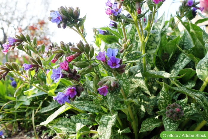 Geflecktes Lungenkraut (Pulmonaria officinalis)