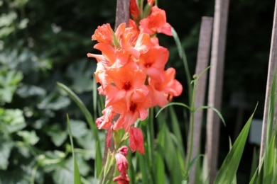 Gladiole (Gladiolus)