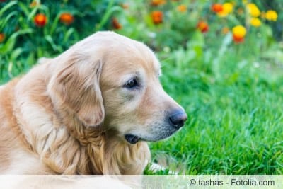 Hund