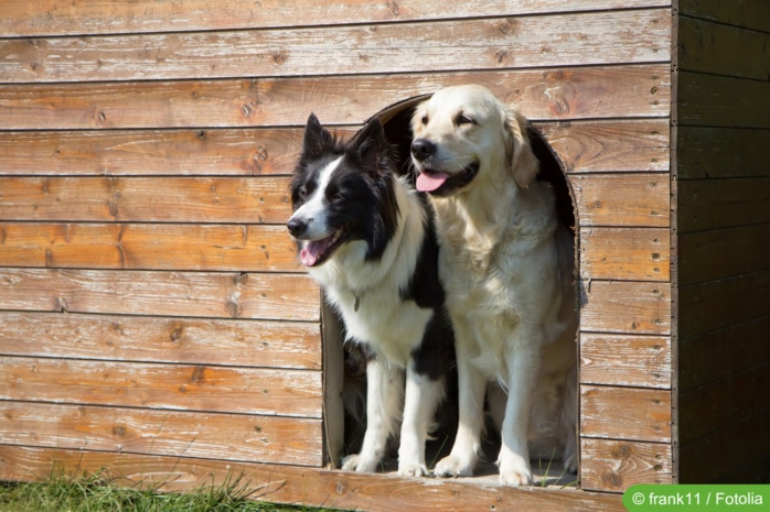 Hunde in Hundehütte