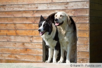 Hunde in Holz-Hundehütte