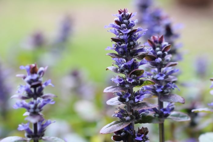 Kriechender Günsel (Ajuga reptans)