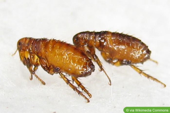 Menschenfloh (Pulex irritans)