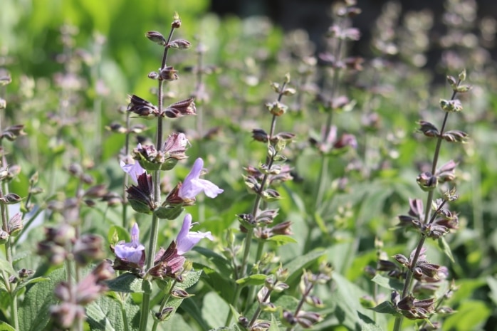 Salbei (Salvia officinalis)