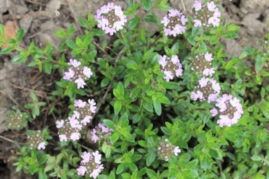 Lippenblütler - Thymian (Thymus vulgaris)