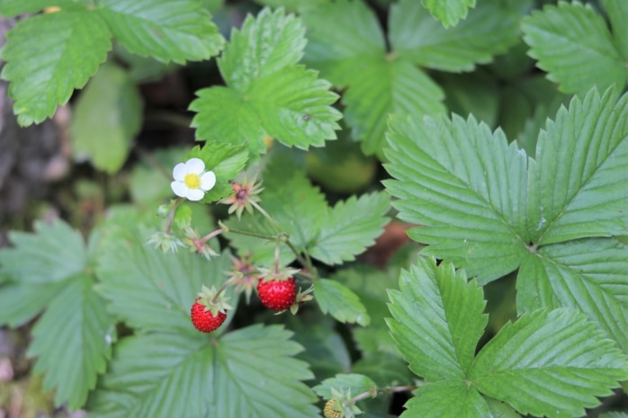 Walderdbeere (Fragaria vesca)