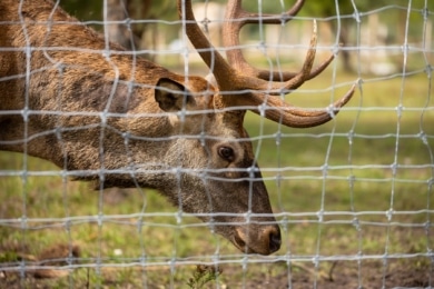 Hirsch hinter Wildzaun