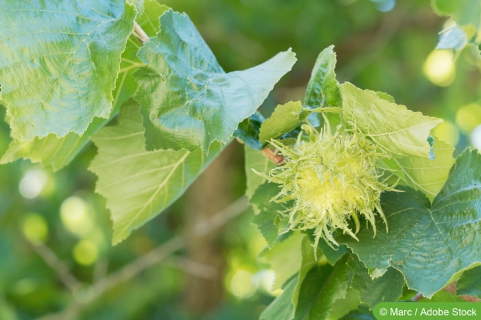 Baumhasel (Corylus colurna)