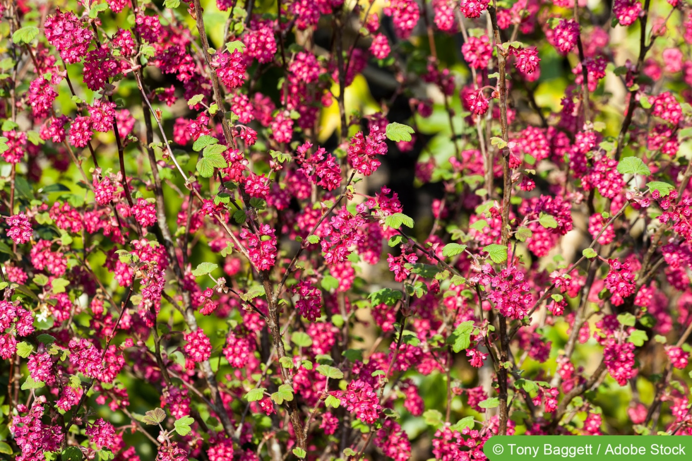 Blutjohannisbeere Pflege der Zierjohannisbeere, Ribes sanguineum