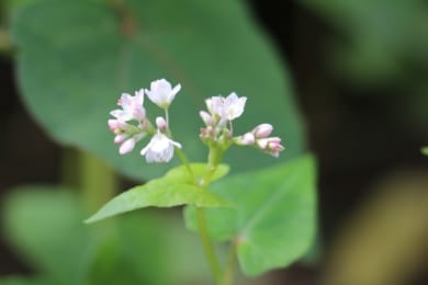 Echter Buchweizen (Fagopyrum esculentum)