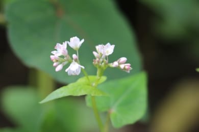 Echter Buchweizen (Fagopyrum esculentum)