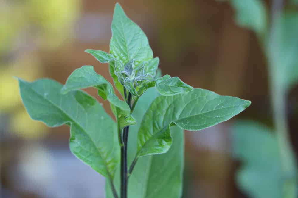 Enzianbaum - Kartoffelblume - Solanum rantonnetii