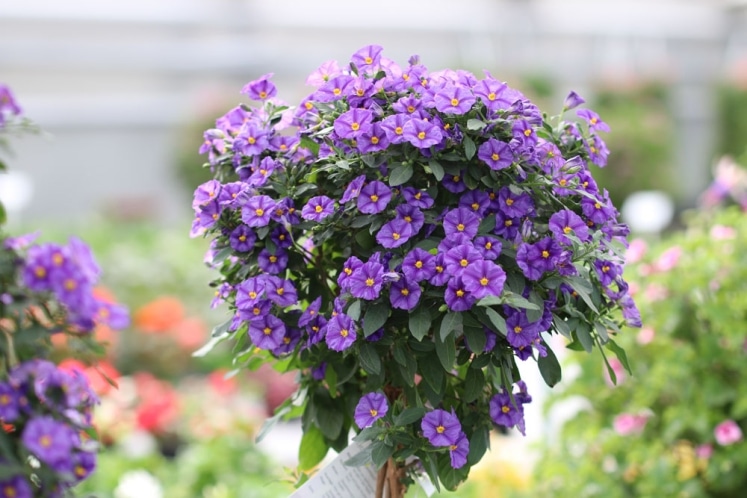 Kartoffelblume, Kartoffelbaum Pflege und Überwintern