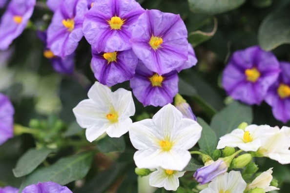 Kartoffelblume, Kartoffelbaum Pflege und Überwintern