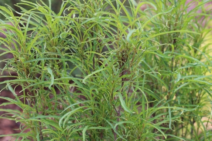 Faulbaum (Rhamnus frangula 'Green Lime')