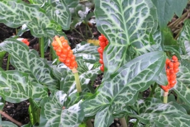 Gefleckter Aronstab (Arum maculatum)