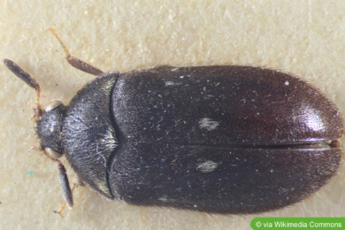 Gemeiner Pelzkäfer (Attagenus pellio), Männchen