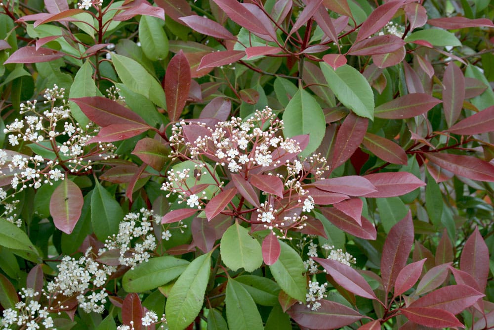 Glanzmispel - Photinia fraseri 'Red Robin'