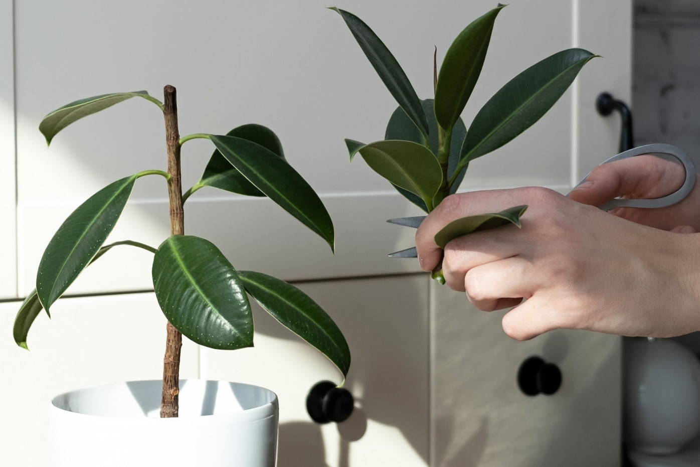 Gummibaum durch Ableger vermehren Ficus elastica