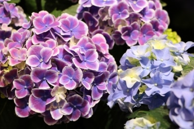 Hortensien (Hydrangea)