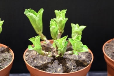 Hortensien vermehren