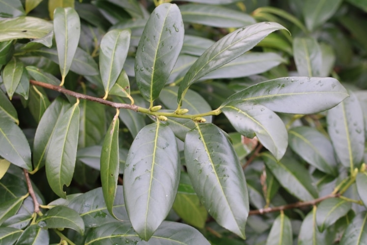 Portugiesischer Kirschlorbeer, Prunus lusitanica Pflege