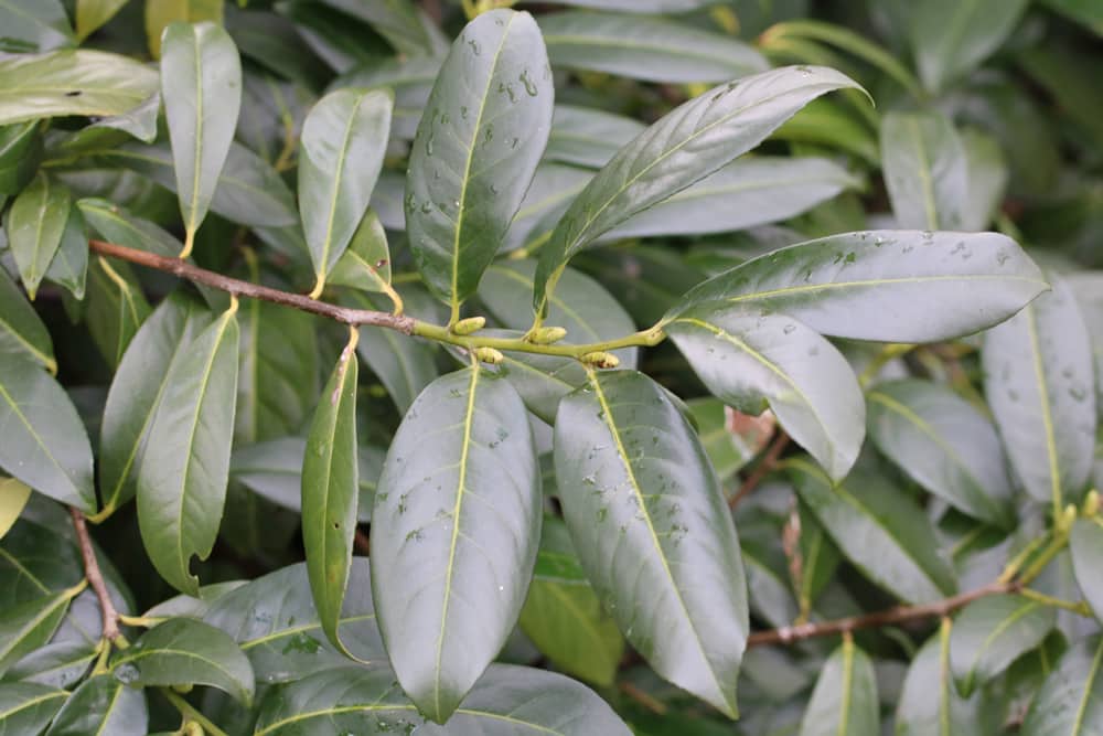 Portugiesischer Kirschlorbeer, Prunus lusitanica - Pflege - Hausgarten.net