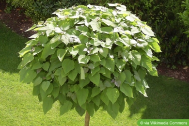Kugeltrompetenbaum (Catalpa bignonioides)