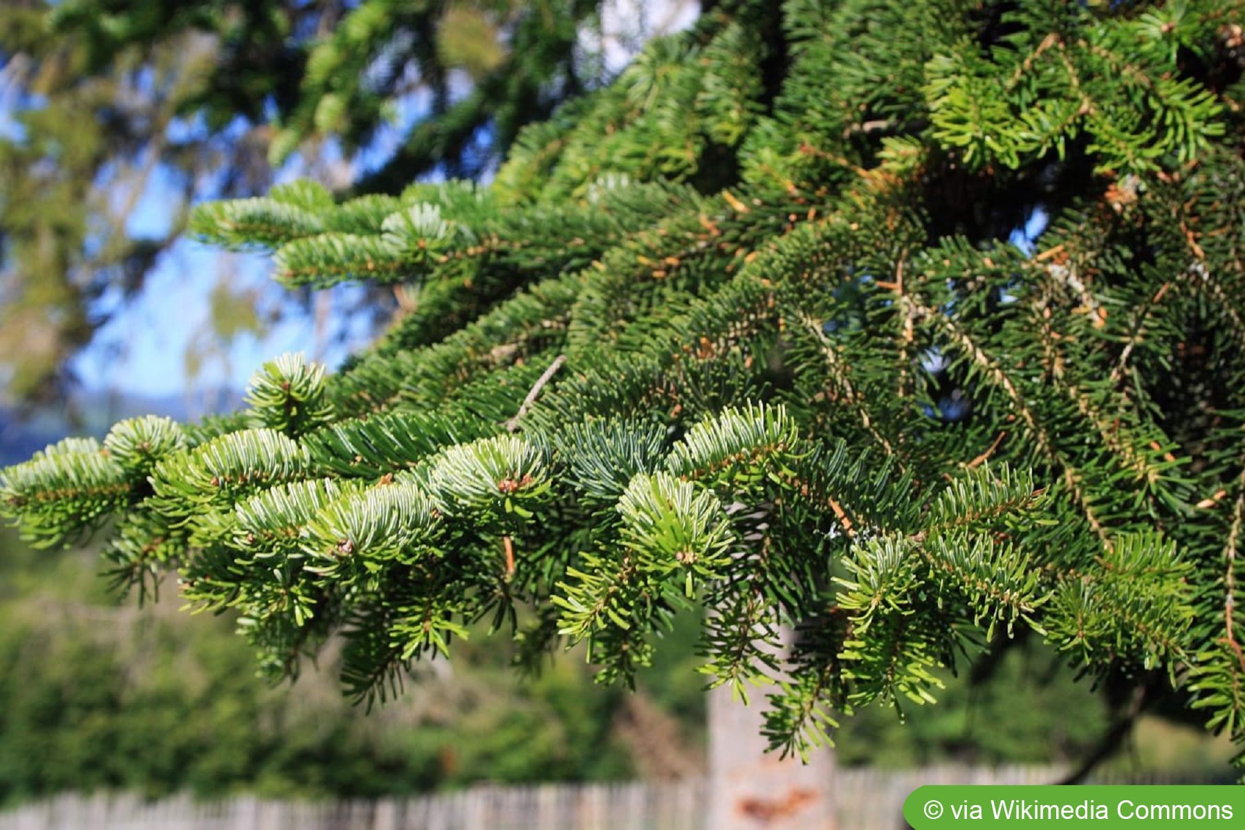 Nordmann-Tanne, Abies nordmanniana - Pflege - Hausgarten.net