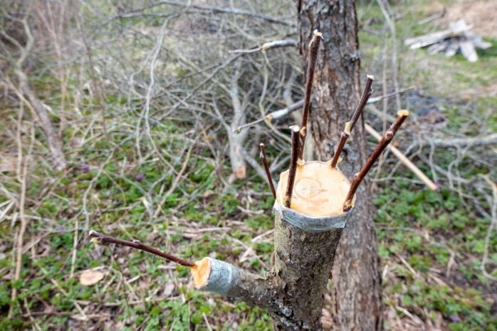 Obstbaum veredeln