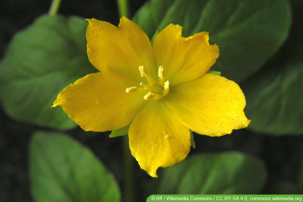 Pfennigkraut - Lysimachia nummularia