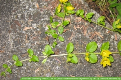 Pfennigkraut - Lysimachia nummularia