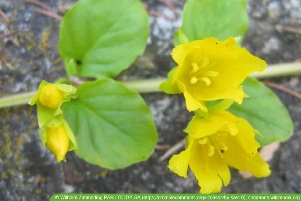 Pfennigkraut - Lysimachia nummularia