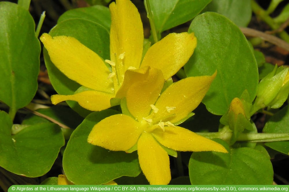 Pfennigkraut - Lysimachia nummularia