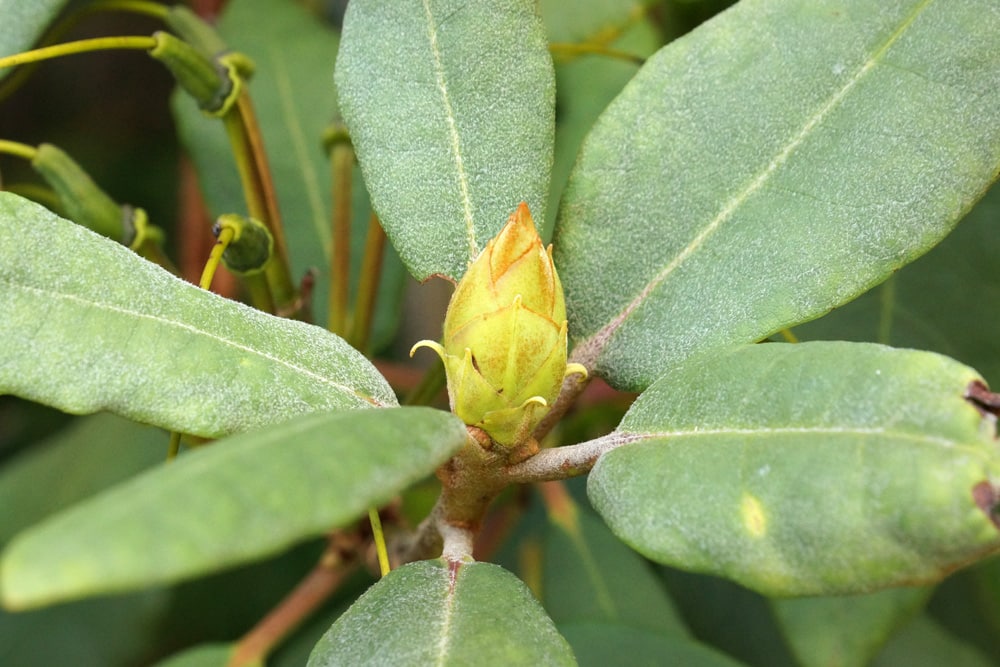 Mehltau am Rhododendron