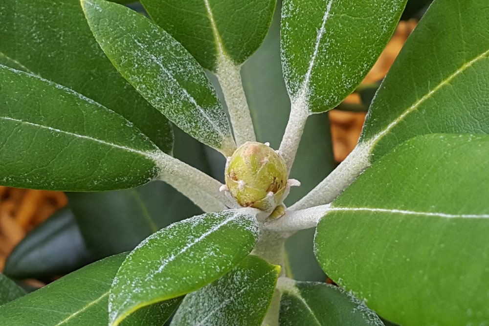 Rhododendron mit Mehltau