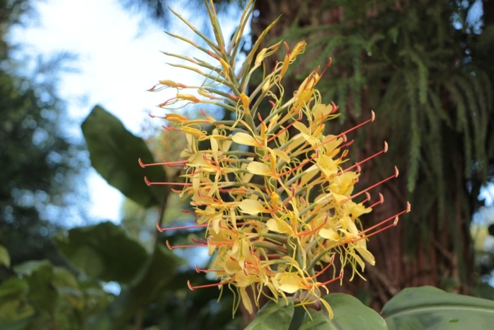 Schmetterlingsingwer - Hedychium gardnerianum