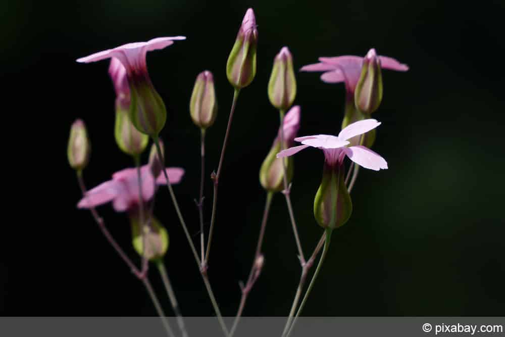 Seifenkraut - Saponaria officinali