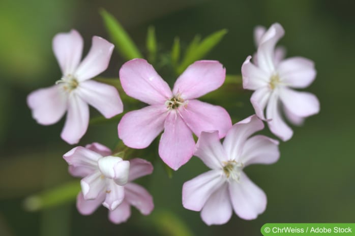 Seifenkraut (Saponaria officinalis)