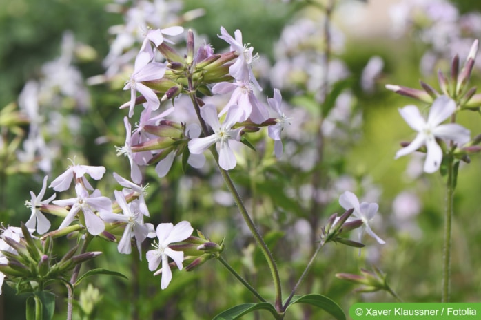 Seifenkraut (Saponaria officinalis)